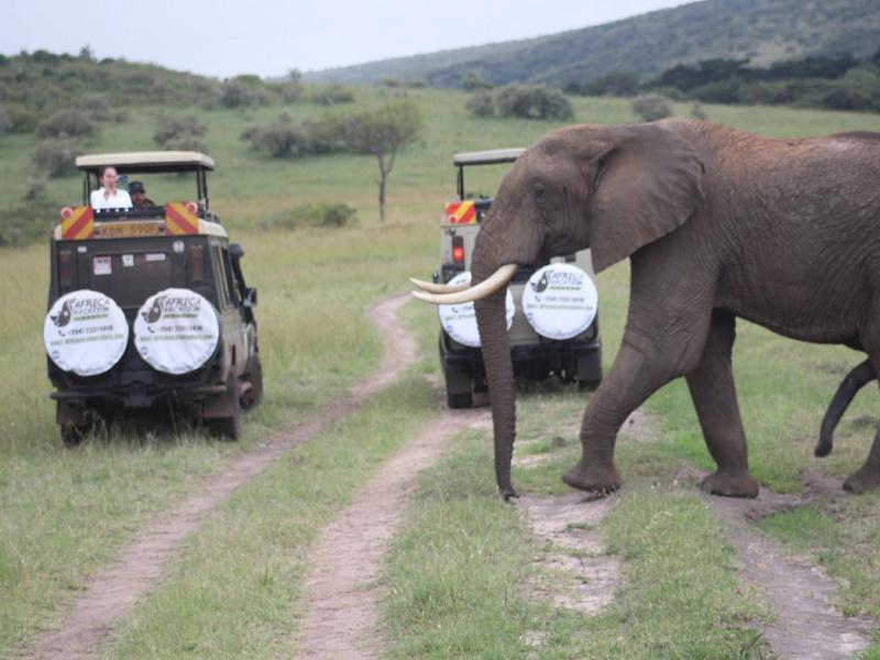 Budget & Luxury Taita Reserve 2 Day Safari