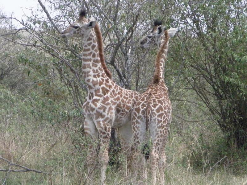 Budget & Luxury Taita Reserve 2 Day Safari